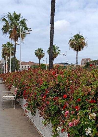 A walk among the flowers.